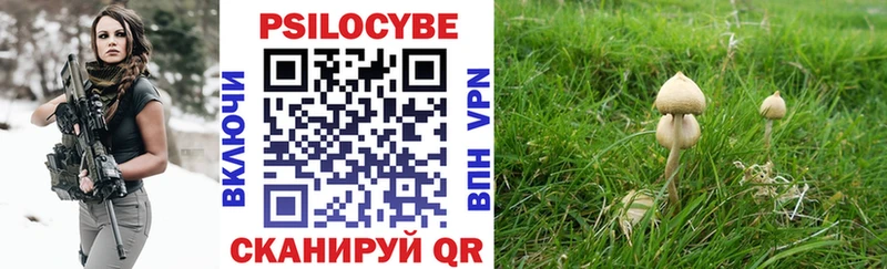 Купить  Макаров  Галлюциногенные грибы Psilocybine cubensis 